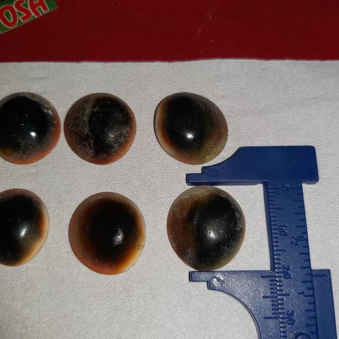 Promo Sepaket 10Pcs Keong Buntet Asli Alam Cod