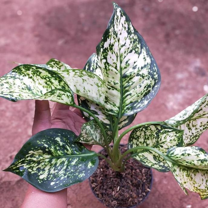 Aglaonema Dud White Indukan Ukuran Besar