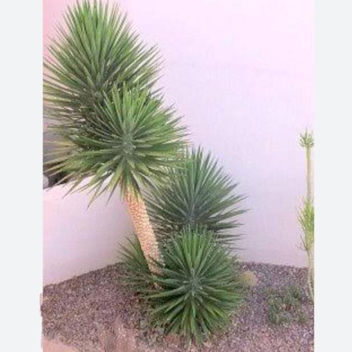 Tanaman Hias Yucca