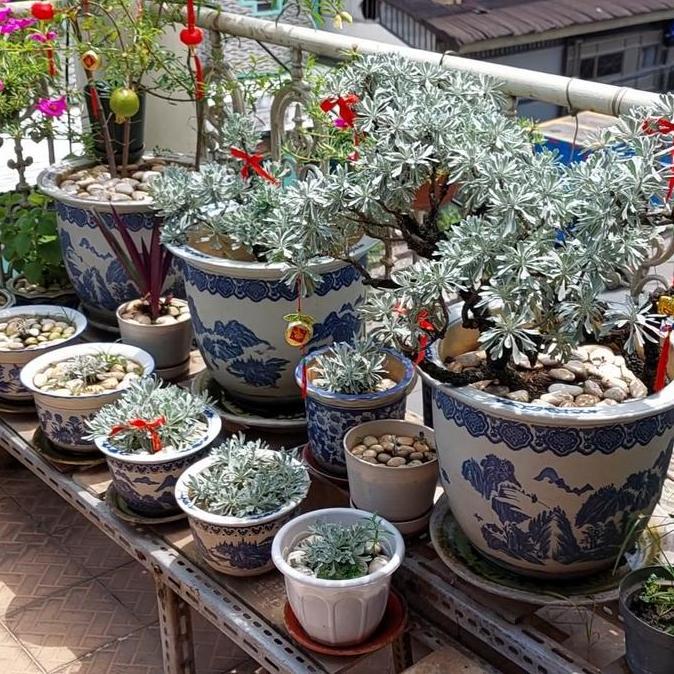 Instan Khusus Jakarta Tanaman Hias Puyong Pohon Rejeki