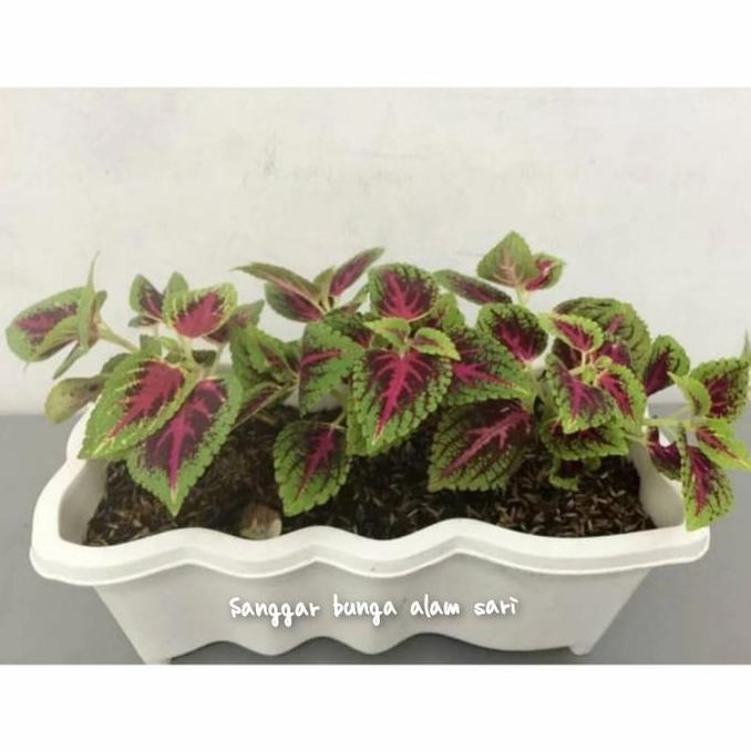 Tanaman Hias Coleus Miana + Pot Puti Panjang