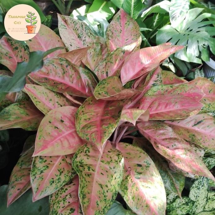 Aglonema rimbun aglonema big Roy lulaiwan only 1 pot putih 50cm