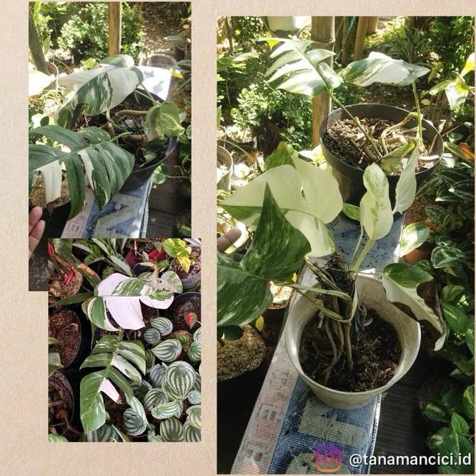 epipremnum pinnatum varigata