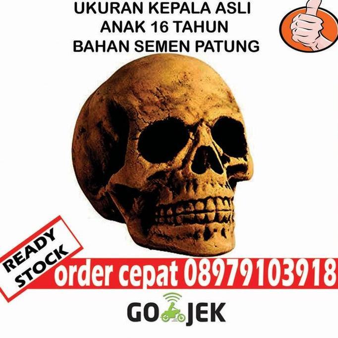 JUAL KEPALA TENGKORAK PALSU KEPALA TENGKORAK REPLIKA UKURAN ASLI