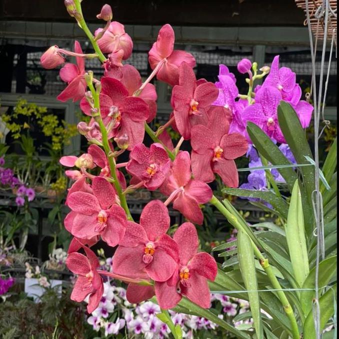 Terlaris Berbunga Vanda Renanthera Kalsom X Dr Anek