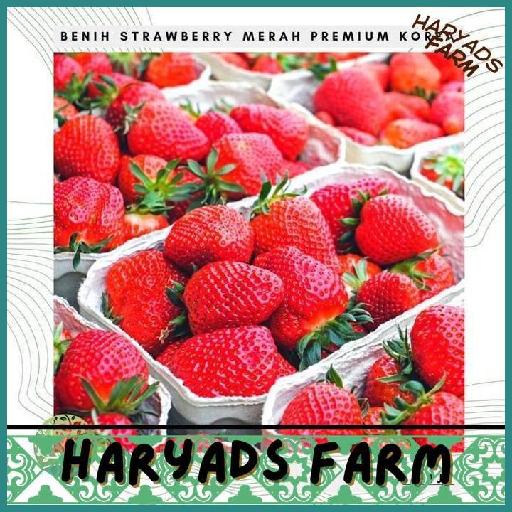 HF BENIH BIBIT BIJI - BUAH STRAWBERRY KOREA JUMBO STROBERI MERAH SEEDS - HARYADSFARM
