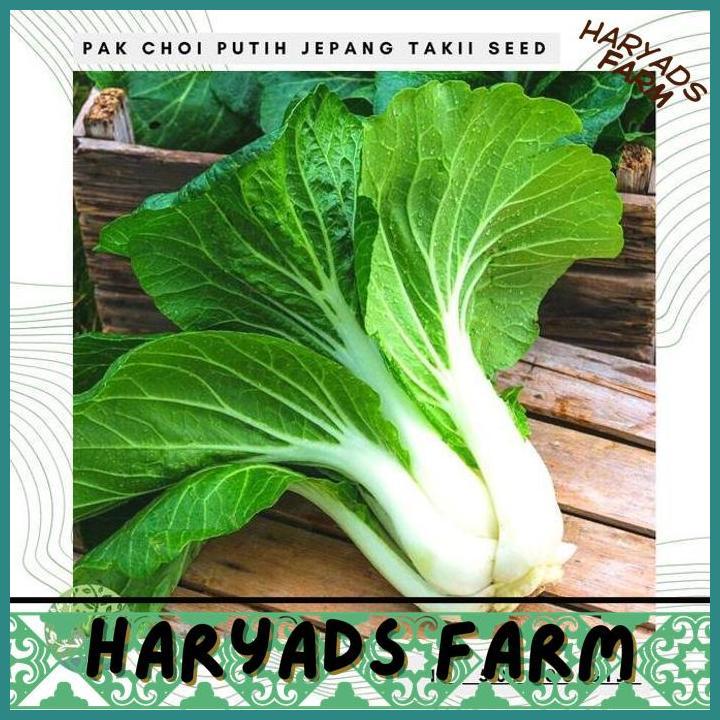 HF BENIH / BIBIT / BIJI - PAK CHOI WHITE / PAK CHOY PUTIH SUPER - HARYADSFARM