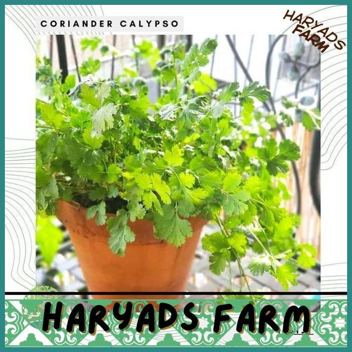 HF BENIH BIBIT BIJI - DAUN CORIANDER CALYPSO HERB SEEDS - IMPORT - HARYADSFARM