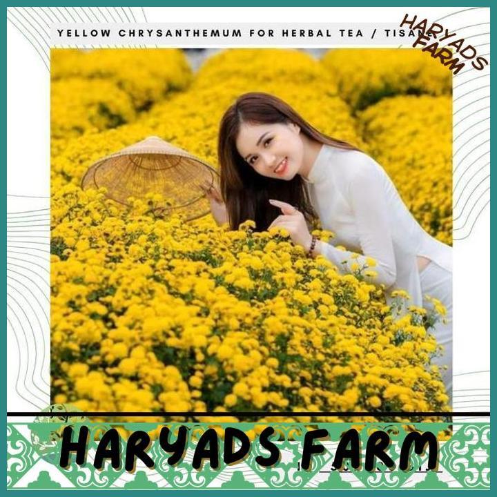 HF BENIH BIBIT BIJI - BUNGA YELLOW CHRYSANTHEMUM FLOWER TRADITIONAL CHINESE MEDICINE HERBAL TEA TISA