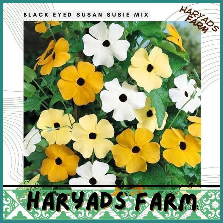 HF BENIH BIBIT BIJI - BUNGA THUNBERGIA BLACK EYED SUSAN ALATA MIX FLOWER SEEDS - IMPORT - HARYADSFAR