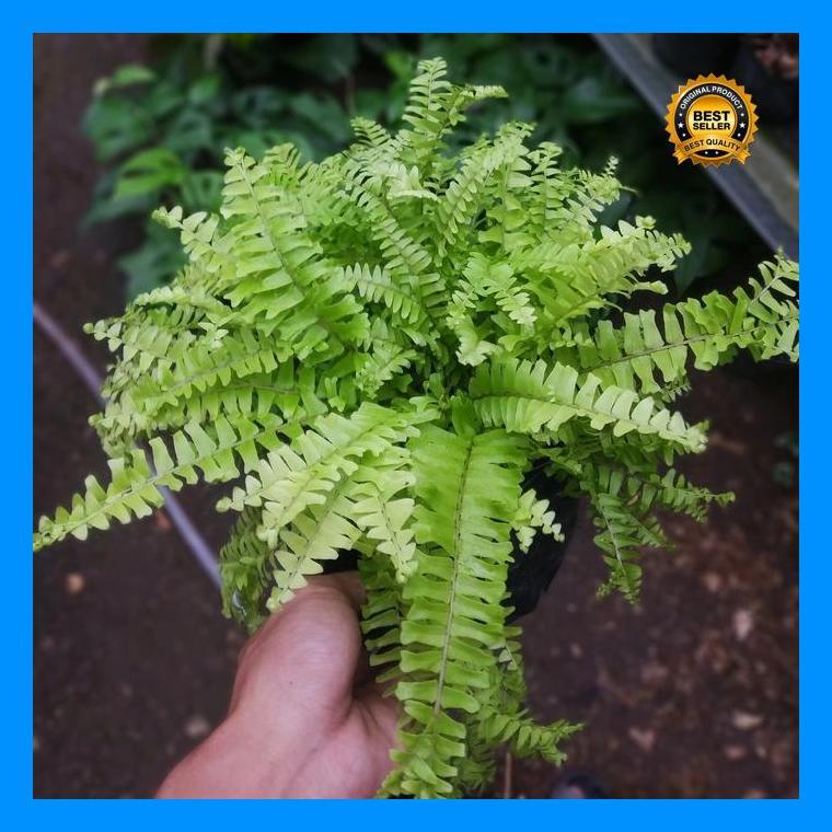 (Ready) Tanaman Hias Pakis Boston Tanduk - Pakis Kuning Tanduk Bestseller