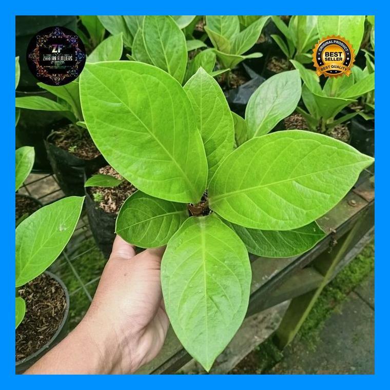 (Best Saller) Anthurium Jemani Kol Tanaman Hias Bestseller
