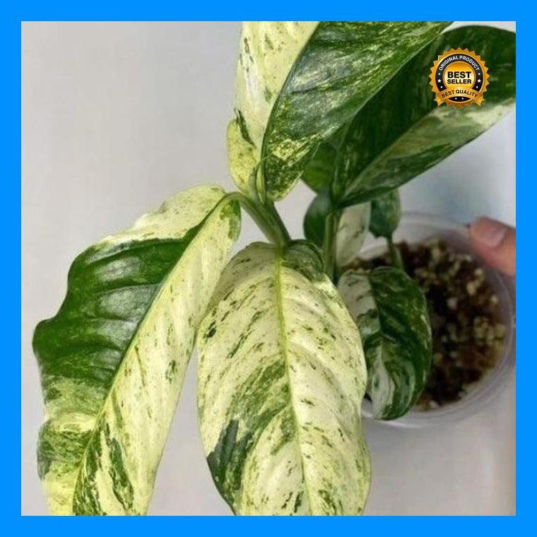 (Ready) Tanaman Hias Rhaphidophora Puberula Variegated Bestseller