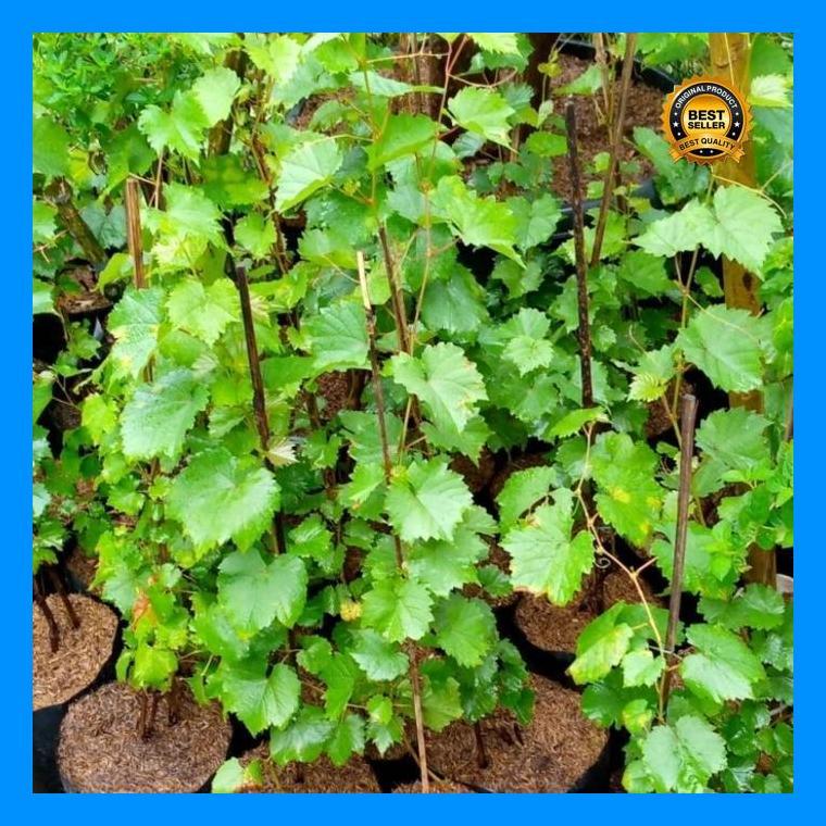 (Promo) Bibit Buah Anggur Merah/Pohon Anggur/Benih Buah Anggur Merah Bestseller