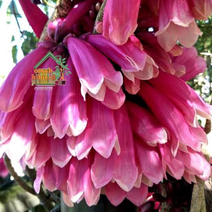 Terlaris Tanaman Tecomanthe Dendrophila (New Guinea Trumpet Vine)