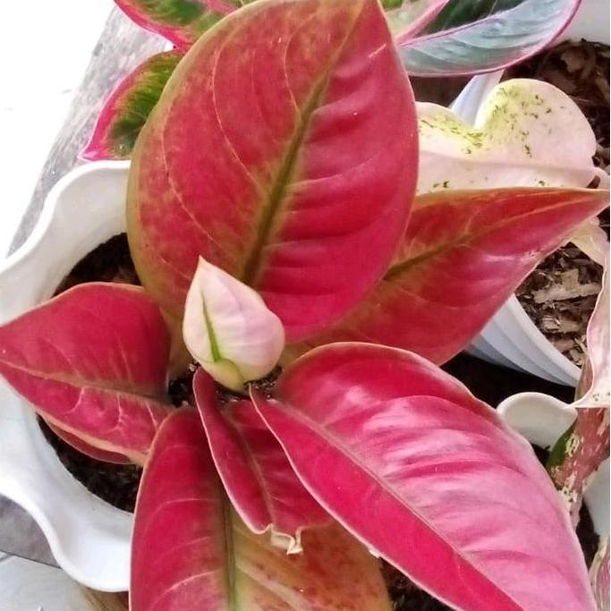 Terlaris Benih Bunga Aglonema Ayunindi