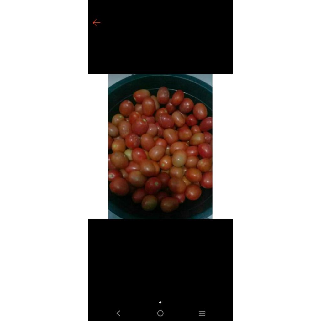 Tomat Ceri / Cherry / Tomat Manis segar