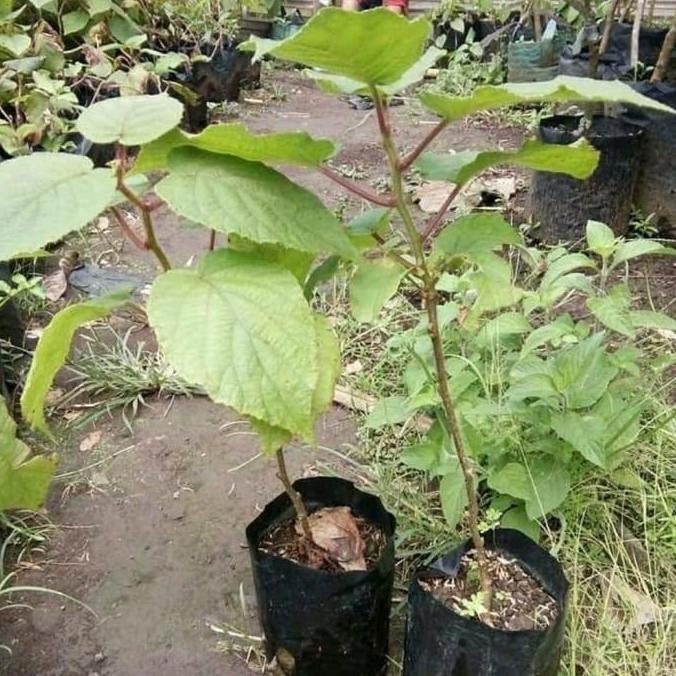 siap berbuah Bibit Tanaman Buah Kiwi Golden Premium-Bibit Kiwi Golden Kulita Unggul bisa COD