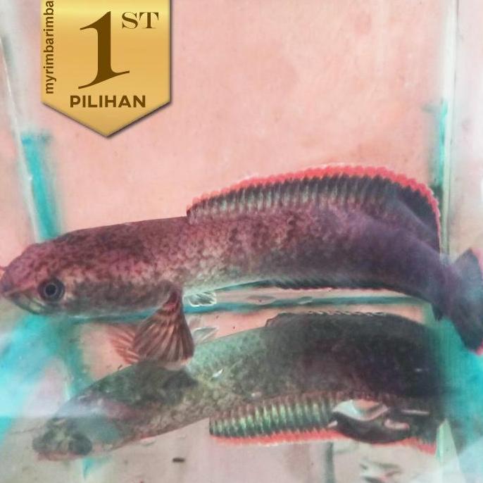 CHANNA LIMBATA 12CM IKAN HIAS PREDATOR HIASAN AQUARIUM TANAMAN AIR