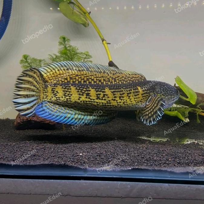 CHANA AURANTI MACULATA (ASLI)