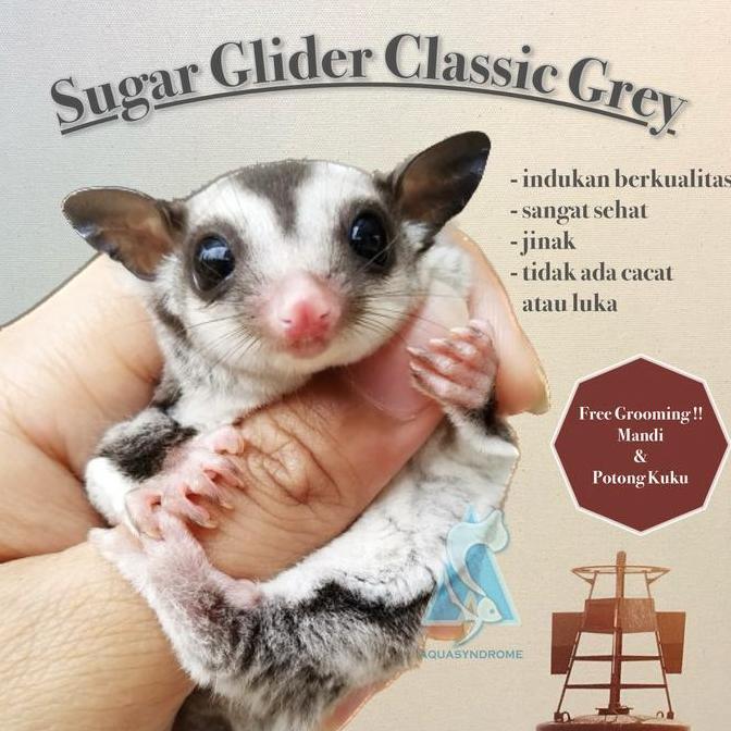 TERBARU Sugar Glider Classic Grey Joey Joy Jinak Indukan Berkualitas PROMO