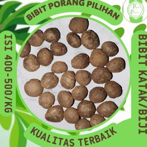 Terlaris Bibit Porang Katak Asli Dorman. Isi 300-500 Per Kg