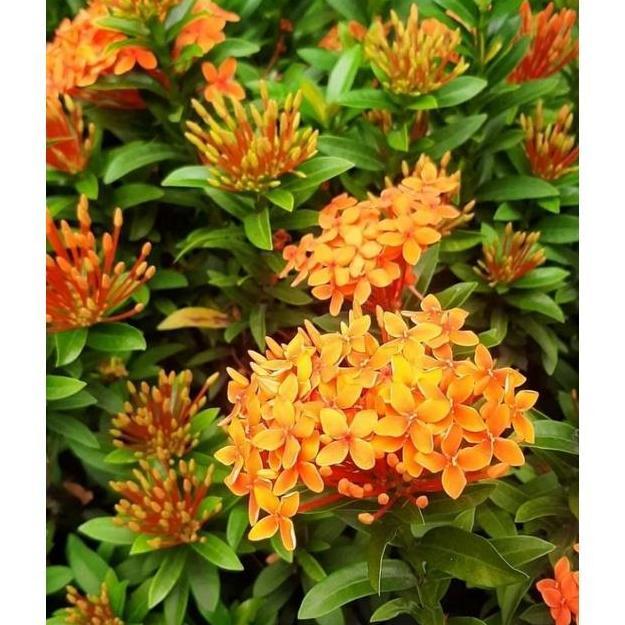 Terlaris Tanaman Asoka Orange - Paket 50 Asoka Bunga Oren Mini