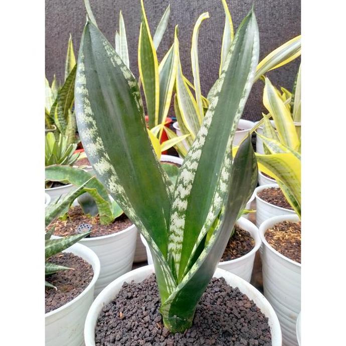 Terlaris Sansevieria Trifasciata Whitney