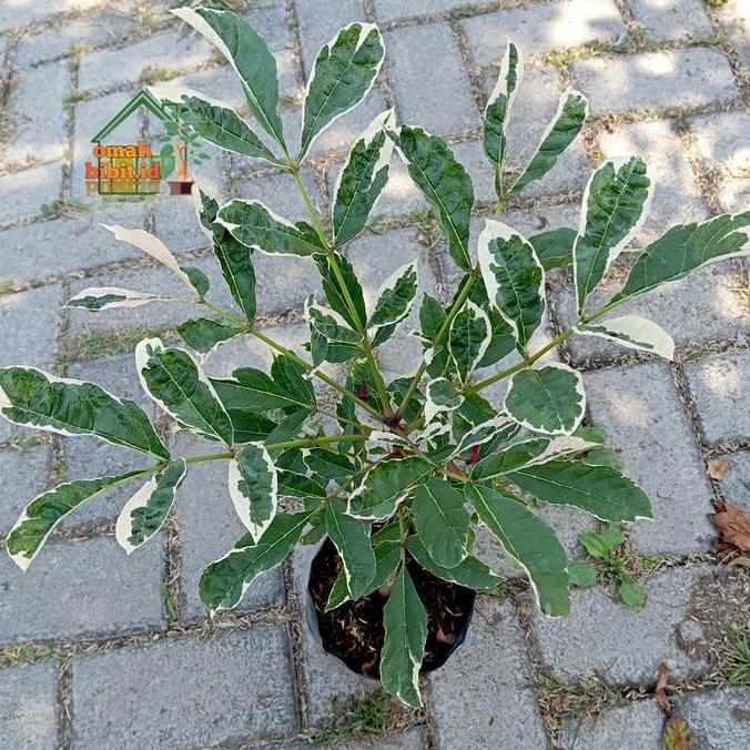 Terlaris Tanaman Langka Pohon Sosis Variegata /Kigelia Africana