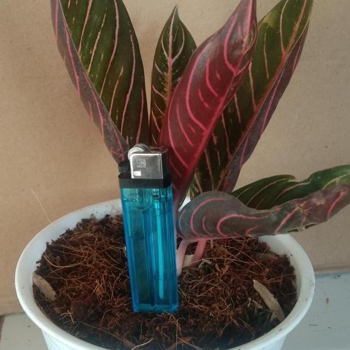 Terlaris Tanaman His / Bibit Bunga Aglonema Red Sumatra