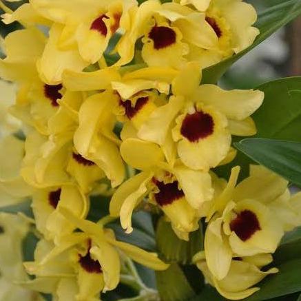 Terlaris Anggrek Dendrobium Nobile Kuning