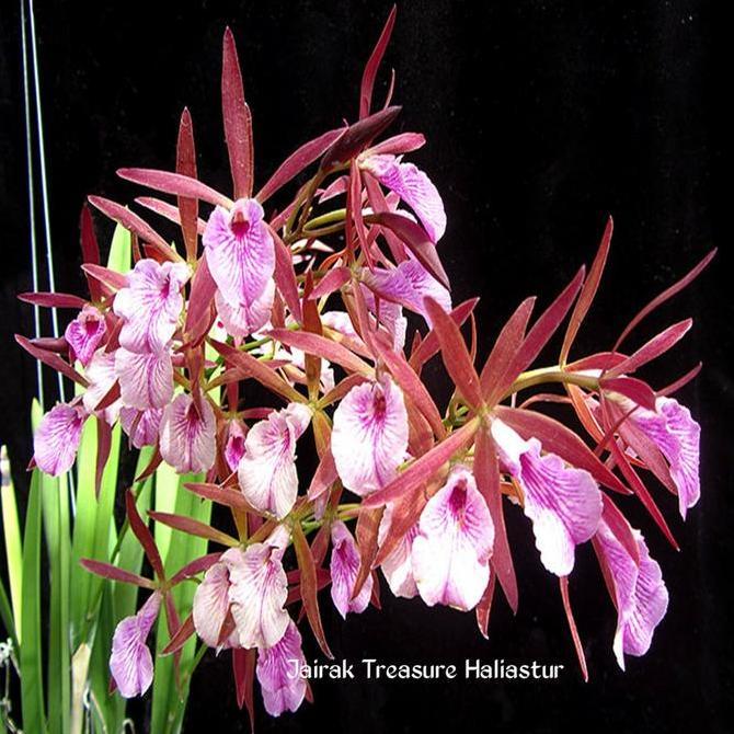 Terlaris Anggrek Cattleya Encyvola Jairak Treasure Haliastur