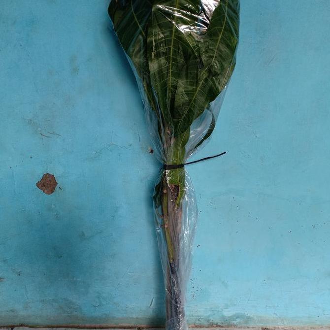 Terlaris Bibit Mangga Mahatir Jumbo Tanaman Buah Unggul Original Hasil Cangkok