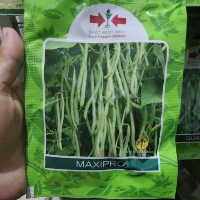 ( 225 Butir ) Benih Buncis Maxipro 225Butir Buncis Maxipro Kemasan Kecil Dari Panah Merah Maxipro Sp