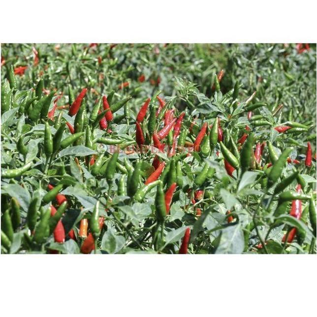 Benih Cabe Robin 5 Gram Cabai Rawit Hijau Hibrida Dari Benih Pertiwi Tanaman