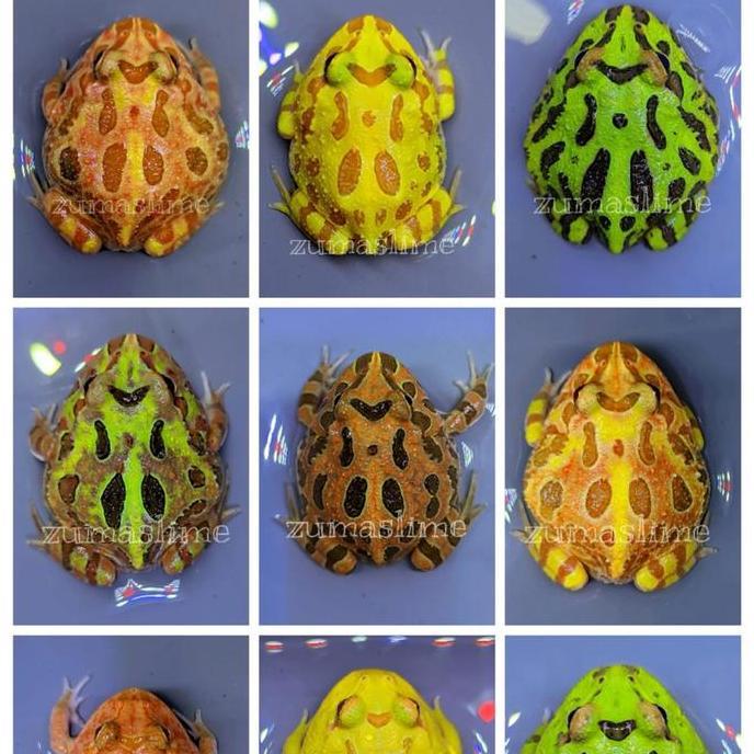 kodok pacman frog all variant warna