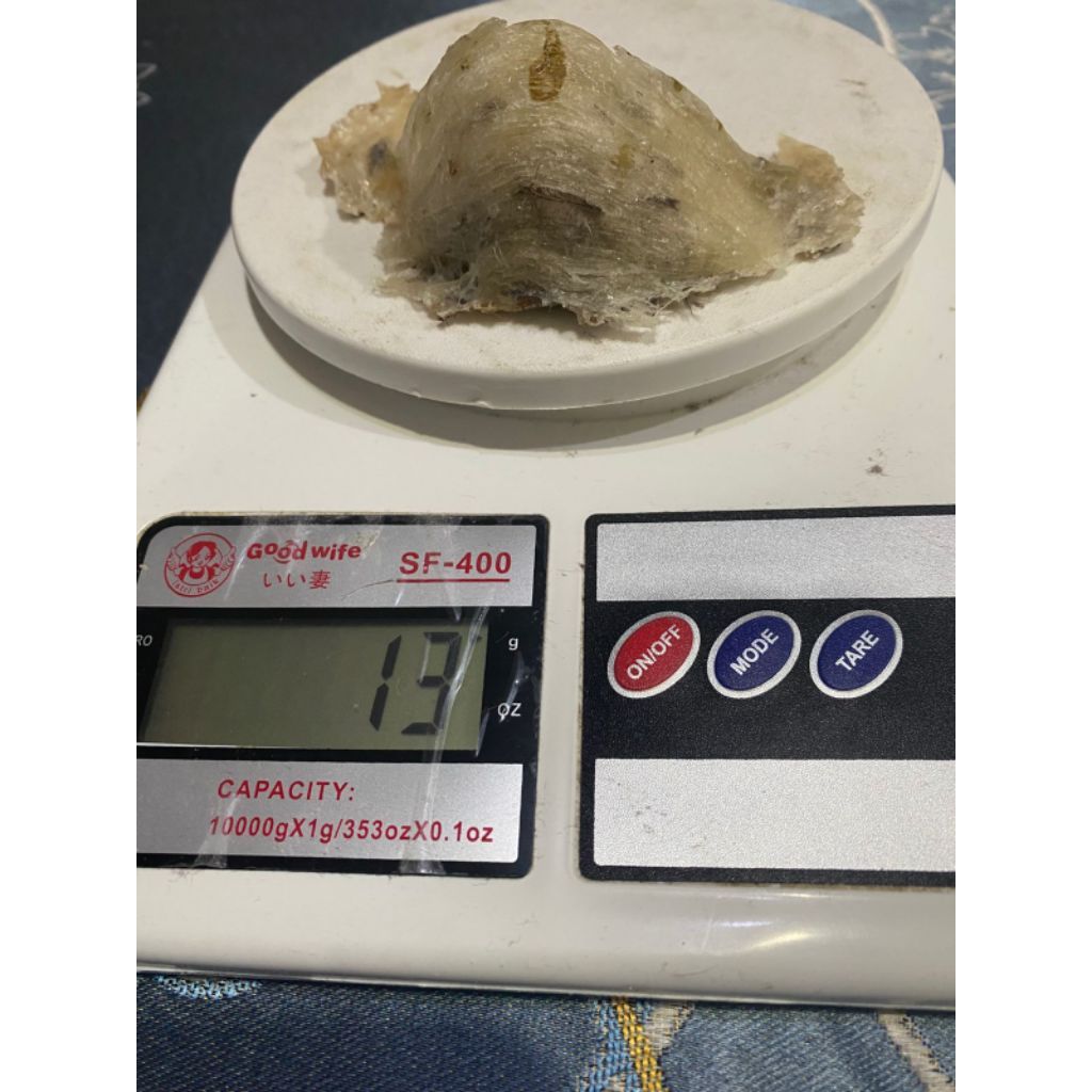 Sarang Walet Kotor Asli Kalimantan