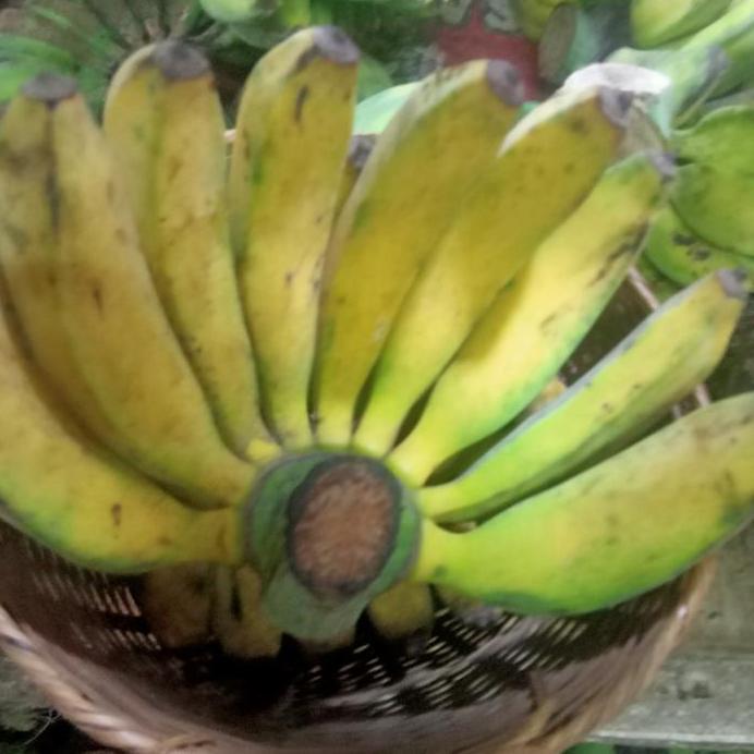 Ready pisang raja Sukabumi 1sisir