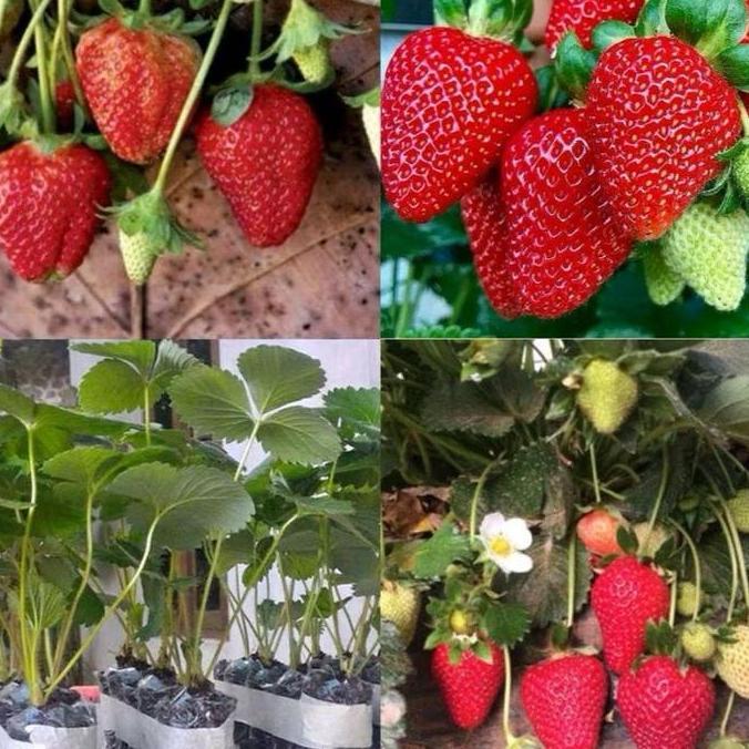 Gardenfarm - Benih Strawberry Manis Unggul 300-1200 Biji Impor Premium - Bibit Strawberry Jumbo - Bi