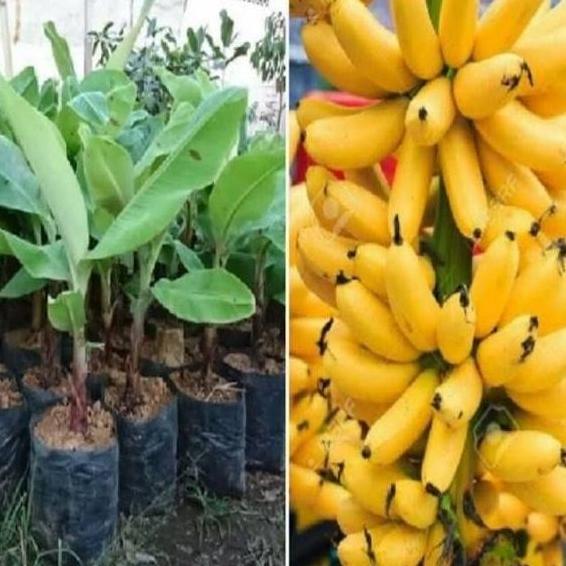POHON Pisang Emas - Pisang Mas - Bibit Tanaman Buah Pisang Emas ATV