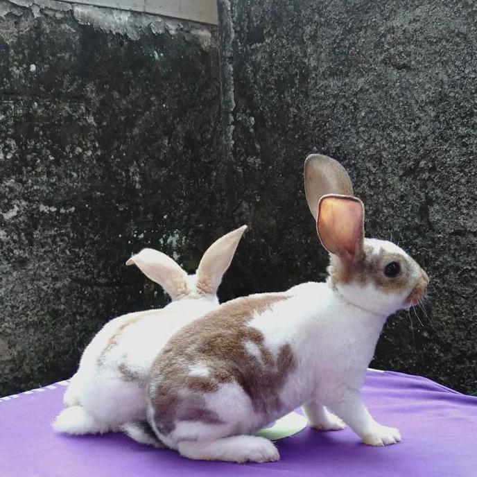 Kelinci Rex bulu karpet anakan sepasang (3).
