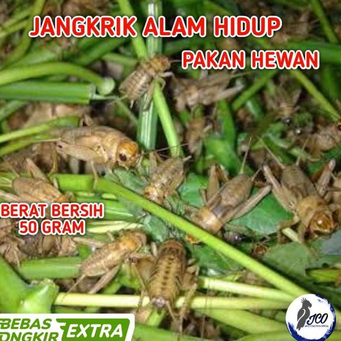 TERBARU JANGKRIK HIDUP PAKAN BURUNG IKAN PREDATOR JANGKRIK HIDUP 50GR BERSIH