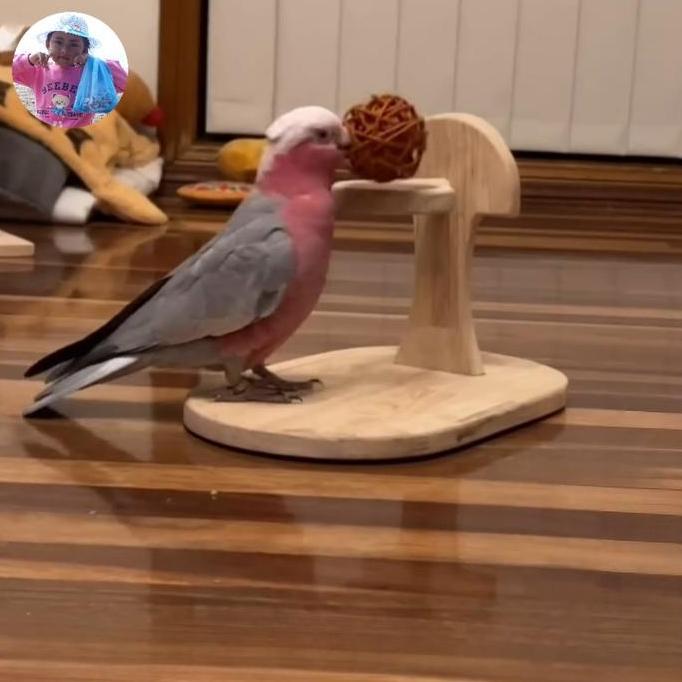 TERLARIS - Mainan parrot lapangan basket