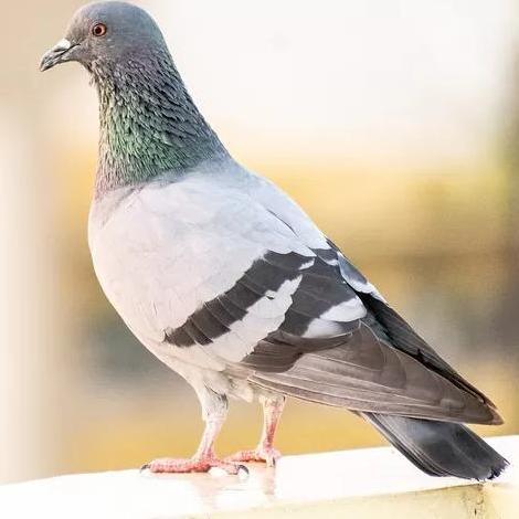 VETAFARM LIVERTONIC/LIVERCLENS VETAFARM ECERAN UNTUK MERPATI