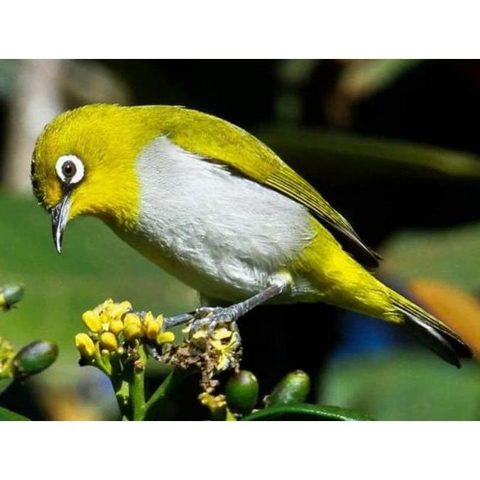 KANDANG BESI PLECI SANGKAR PLECI SANGKAR BURUNG KECIL