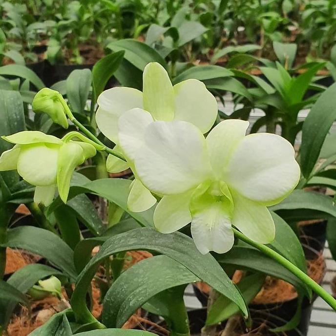 Promo [ DEWASA ] Dendrobium Erawan Green Anggrek Premium Warna Putih Hijau yang Menenangkan Mata COD