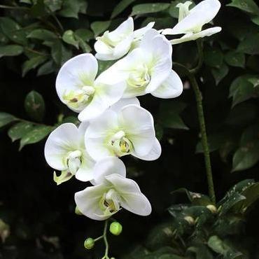 Promo Bunga Anggrek Artificial Super Premium Latex Import (Real Touch) - 7Head-Varian Colors COD