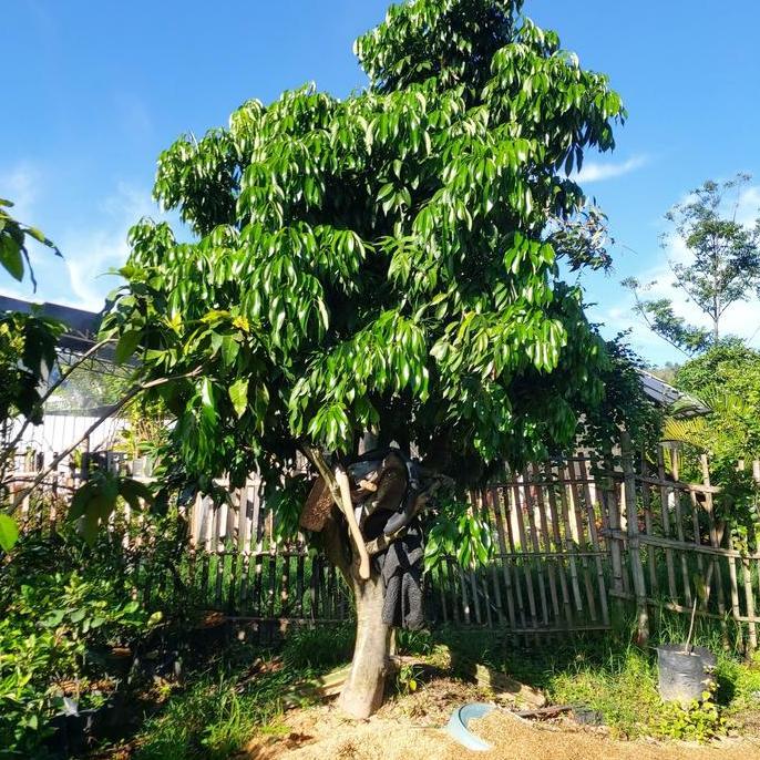 pohon leci kom merah berbuah batang besar