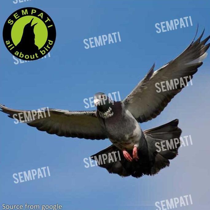 SEMPATI Jamu Hercules Herculest 30 Butir Obat Pil Burung Merpati Balap Vitamin Suplemen Merpati Kolo