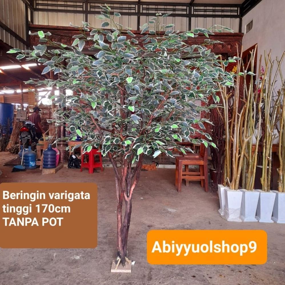 NEW ARRIVAL Tanaman Hias Artificial Beringin Varigata BERCABANG TANPA POT | Pohon Hias Artificial Ri